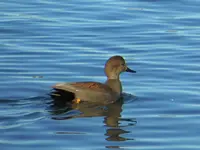walk 121618 1 gadwall duck.webp