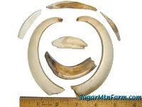 SowTusks4111w.webp
