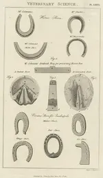 Mule Shoe.webp