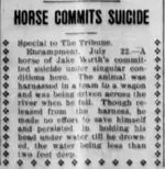 horse commits suicide.webp