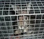 116 rabbits 005.webp