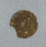 coin.webp