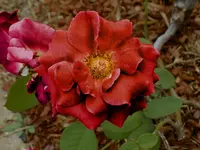 another_rose_02.webp