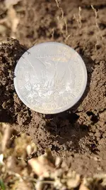 dollar1.webp