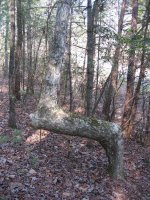 trail marker tree.jpg