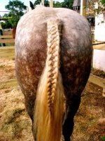 horse tail.jpg