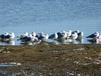 walk 112518 2.webp