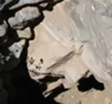 rockcritter.webp