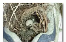 birdhomecroped.webp