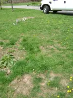 Clove Lakes Lawn.webp