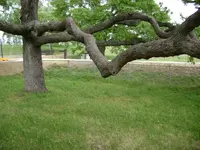 tree85.webp