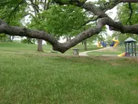 tree84.webp