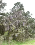 wisteria.webp