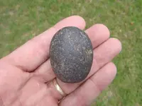 egg1.webp