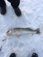 30.5 inch Walleye (Lake Winnipeg) 03-01-2019.jpg