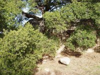 Mystery Rock Oak Tree and Cliff.jpg