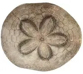 Sand-dollar.webp