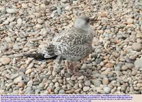 9LDB-Pebbles-Gull.webp