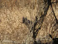 walk 020219 6.webp