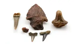 Finds 11-26-2018.webp