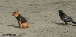 4b8c14ca992a570e21e0a8bc6df9ea80.gif 4b8c14ca992a570e21e0a8bc6df9ea80.gif