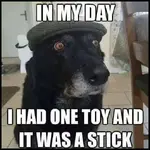 old dog.webp