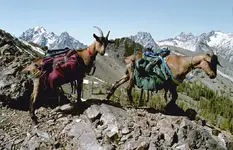 Pack-goats_at.webp