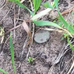 Lee Co. Ga. 2019 (1).webp