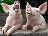 pigs.webp