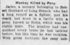 monkey killed part 1 1902.webp