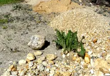 tailing weeds.webp