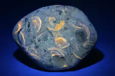 orange fluorescent fossil.webp