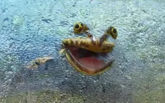 frozen_frog.webp