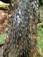 wishing-tree-coins.webp