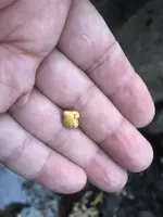 Gary's nugget 2018.webp