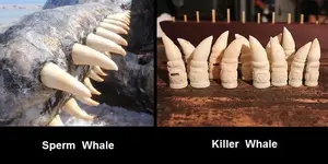 whale teeth.webp