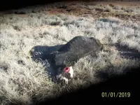 Cow Mutilation UFO site 001.webp