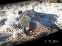 Cow Mutilation UFO site 003.JPG