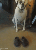 5E18909A-E998-4859-9B9D-395968C845CD.gif