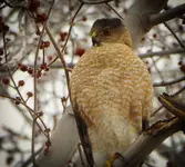 walk 022219 2-2.webp