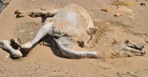 dead-camel-e1497243057681-1530x796.webp