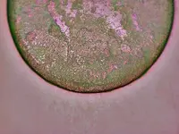 Vnickdate.webp