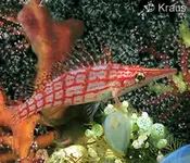 long-nose-hawkfish-Kraus.webp