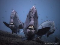 aa_scuba-underwater-photo-contest-fish-teeth.jpg