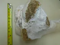 DSCN7732[1].webp
