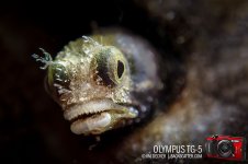 Olympus-TG-5-PT-056-Underwater-Camera-Review-Banner-2.jpg