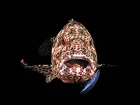 winners-of-the-scuba-diving-magazine-underwater-photo-contest12.webp