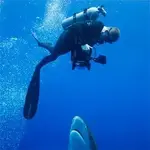 54cb1d6559fa6_-_shark-shooter-01-1013-mdn.webp