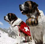 schweiz-teaser-jpg-DW-Reise-Grans-St-Bernard-jpg.webp