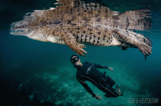freediver-crocodile-garden-of-the-queen-cuba-underwater-photo.gif